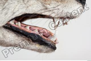 Wolf head photo reference 0011